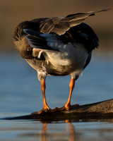 _DSC0473_4x5