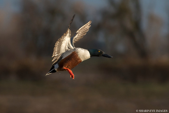 _DSC0013_web
