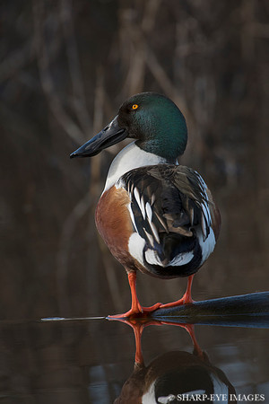 _DSC2925_web