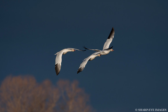 _DSC0059_web