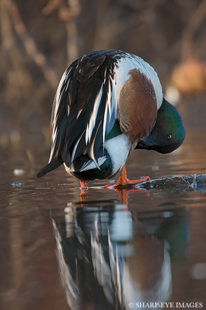 _DSC4085_web