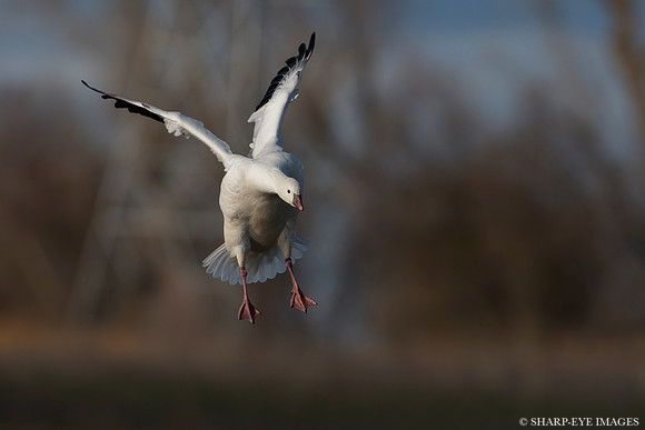 _DSC5266_web
