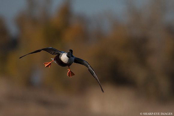_DSC5060_web