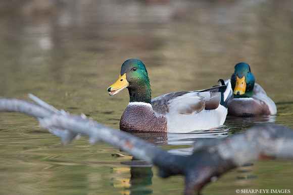 _DSC0541_web