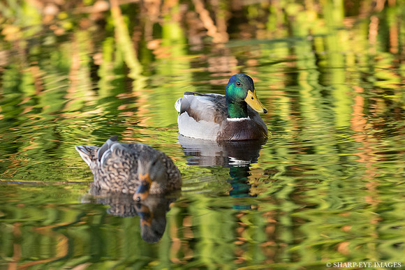 _DSC0609_web