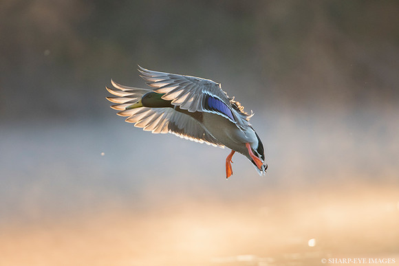 _DSC1280_web