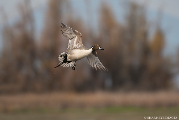 _DSC0008_web