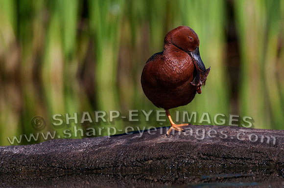 _DSC0530_web