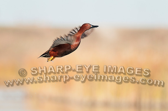 _DSC1413_web