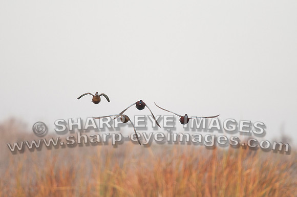 _DSC5808_web