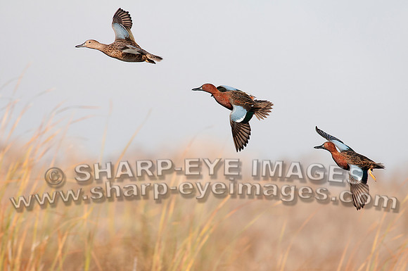 _DSC5118_web