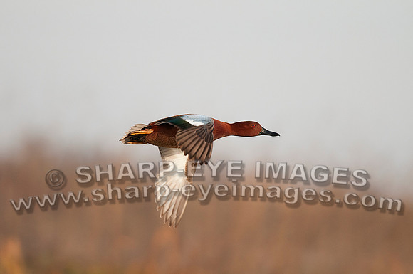 _DSC5738_web