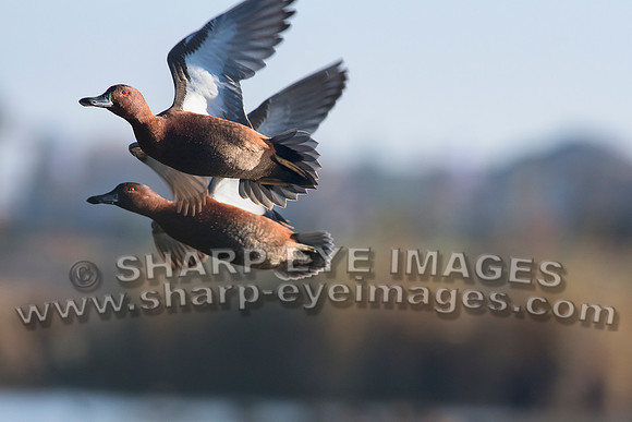 _DSC0300_web