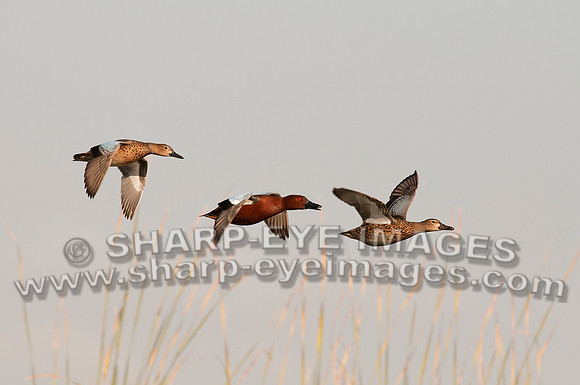 _DSC4040_web