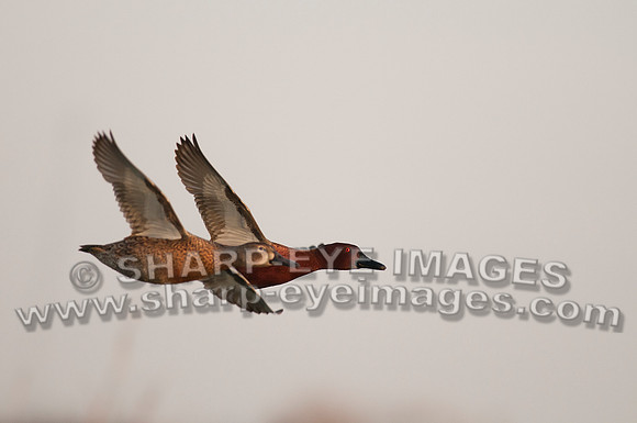 _DSC5603_web