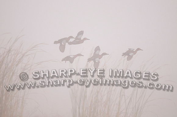 _DSC4537_web