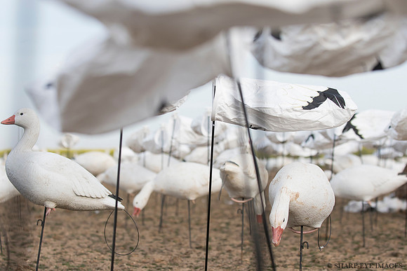 _DSC9206