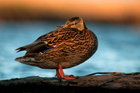 _DSC8180_web
