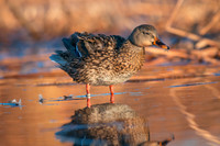 _DSC6830_web
