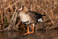 _DSC3371_web