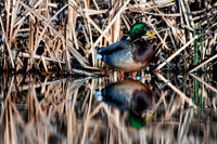 _DSC3215_web