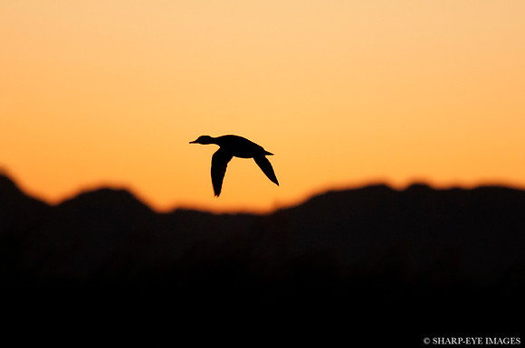 _DSC0524_web