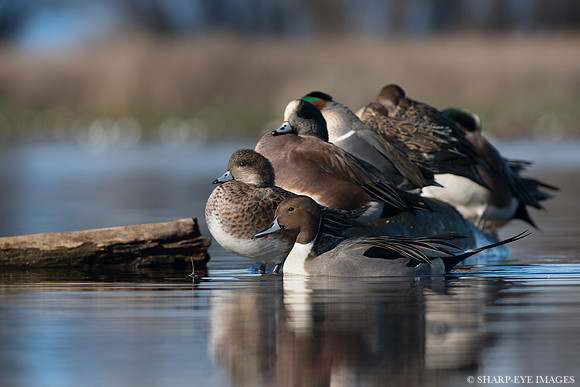_DSC0980_web