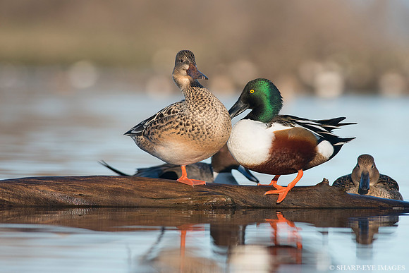 _DSC0063_web