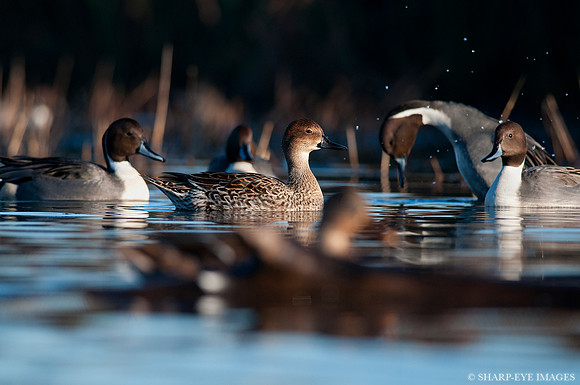 _DSC7184_web