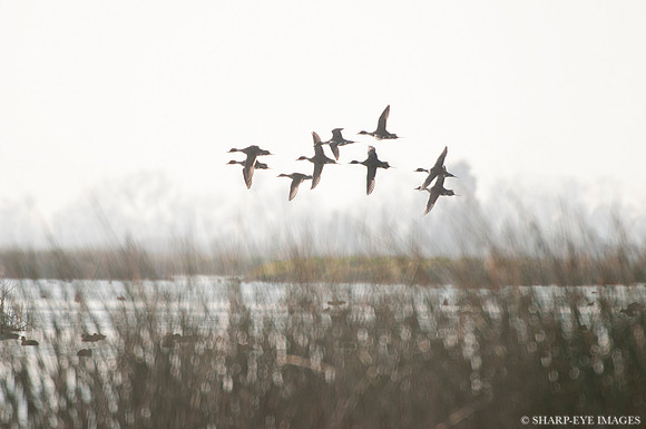 _DSC2414_web