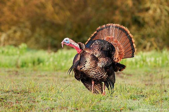 _DSC0638_web