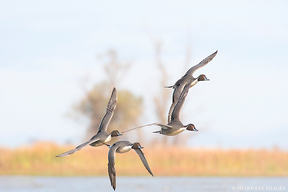 _DSC4085_web