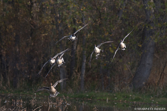 _DSC9532_web