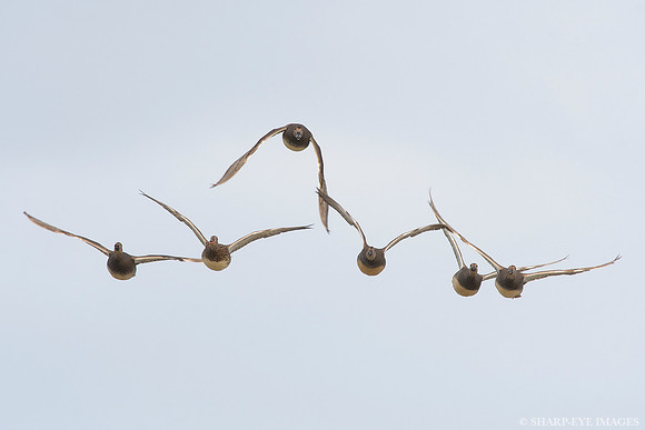 _DSC4006_web
