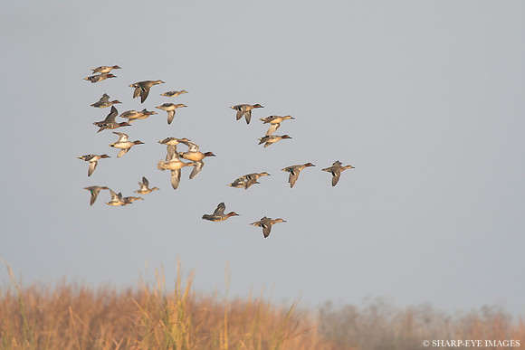 _DSC1176_web