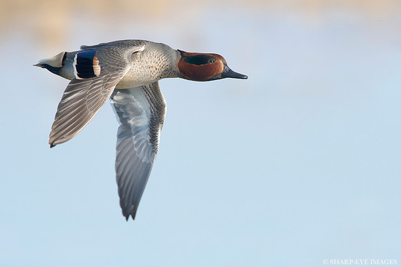 _DSC4809_web