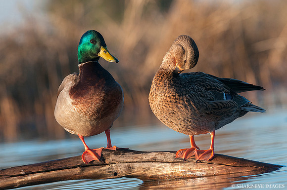 _DSC6646_web