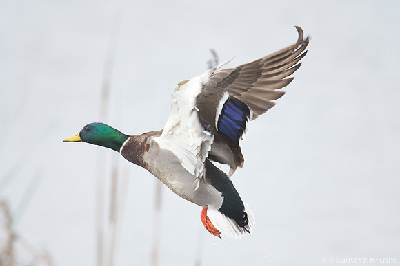 _DSC6451_web