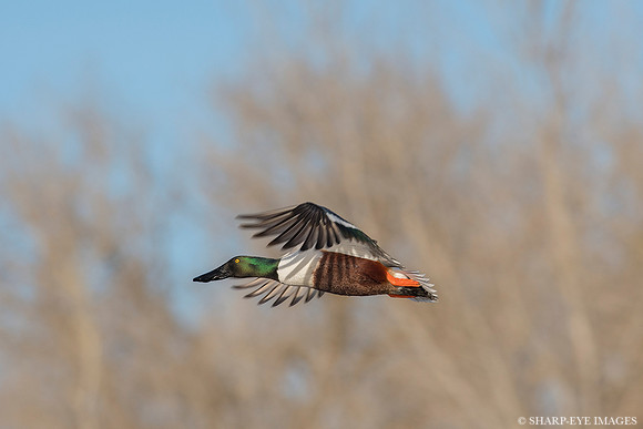 _DSC5545_web