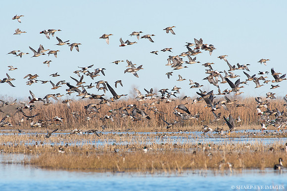 _DSC1502_web