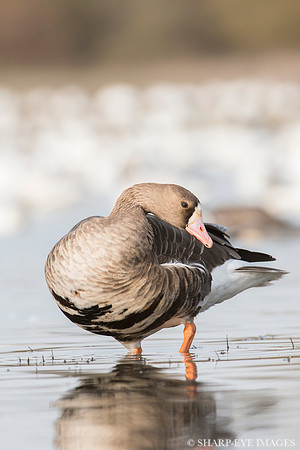 _DSC1903-web