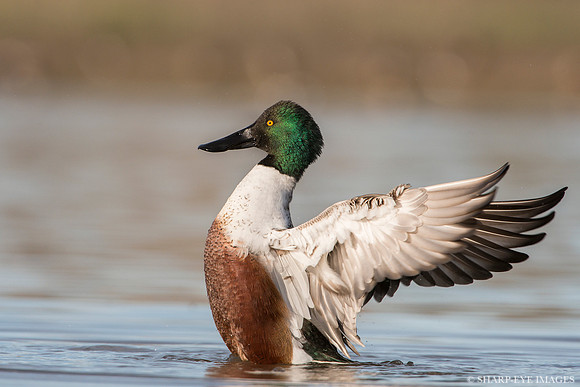 _DSC9292-web